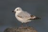 Mediterranean Gull at Southend Pier (Steve Arlow) (27722 bytes)